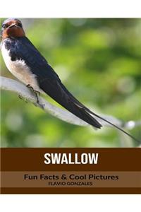 Swallow: Fun Facts & Cool Pictures