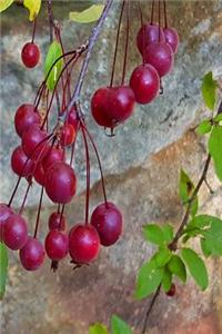 Journal Fall Branches Red Berries