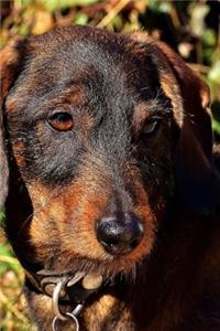 Cute Little Wire Haired Dachsund Profile Journal