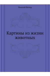 Картины из жизни животных