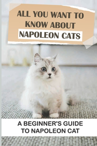 All You Want To Know About Napoleon Cats