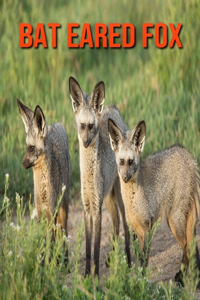 Bat Eared Fox