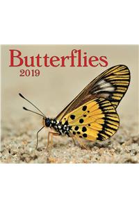 Butterflies 2019