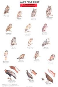 Mac's Field Guides: North American Birds of Prey