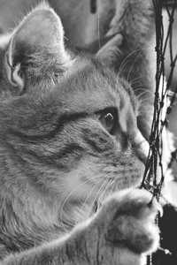 The Curious Cat Book Club Companion