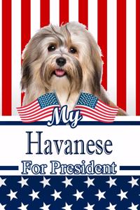 My Havanese for President