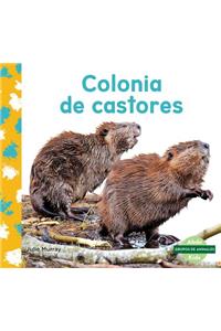 Colonia De Castores / Beaver Colony