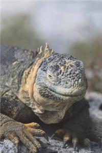 Smiling Iguana Journal