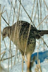 Journal Winter Bird