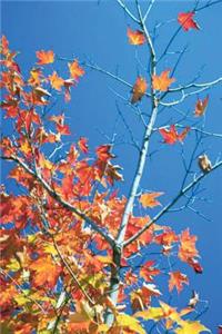 Journal Blue Sky Autumn Tree