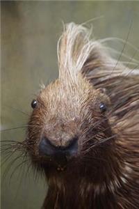 Porcupine with a Mohawk Close-Up Cute Animal Journal