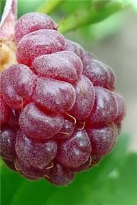 Raspberries Notebook