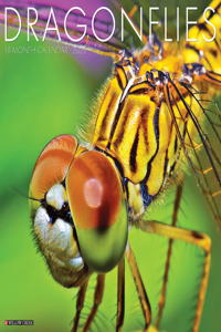 Dragonflies 2021 Wall Calendar