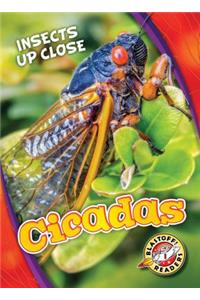 Cicadas