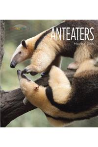 Anteaters