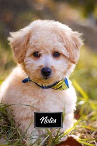 Poodle Dog Pup Puppy Doggie Notebook Bullet Journal Diary Composition Book Notepad - Look Dreamy