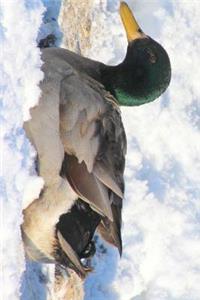 Mallard Duck Resting in the Snow Journal