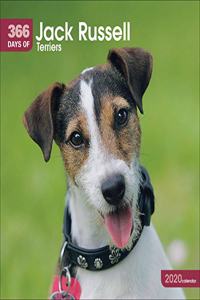 JACK RUSSELL TERRIERS 365 DAYS W 2020