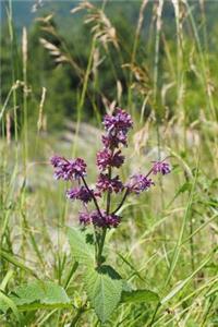 Salvia Verticillata Sage Flowers Journal