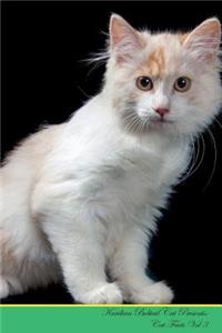 Kurilian Bobtail Cat Presents