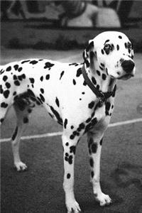 Black and White Graffiti Dalmatian Dog