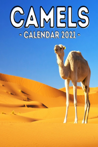 Camels Calendar 2021