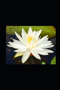 Nourishing Reflections