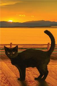 Sunset Cat