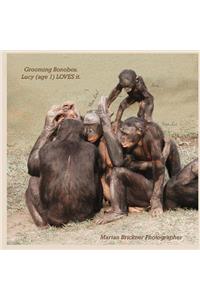 Grooming bonobos