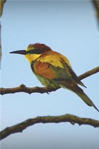 European Bee-Eater (Merops Apiaster) Bird Journal