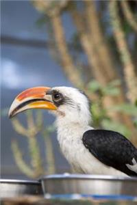 Toucan Journal