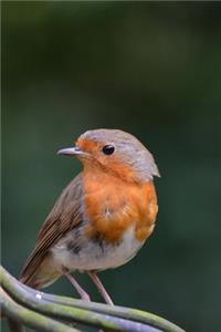 Sweet Robin Redbreast Spring Bird Journal