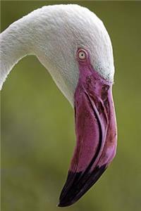 Cool Extreme Close-Up of a Flamingo in Profile Journal