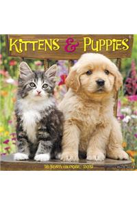 Kittens & Puppies 2019 Wall Calendar