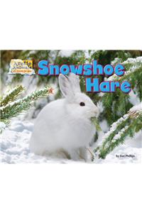 Snowshoe Hare