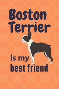 Boston Terrier is my best friend