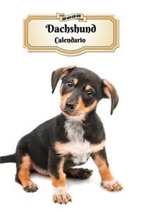 2020 Dachshund Calendario