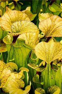 Carnivorous Pitcher Plant Journal