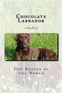 Chocolate Labrador