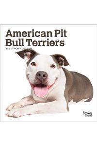 American Pit Bull Terriers 2021 Mini 7x7