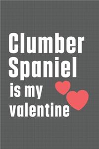 Clumber Spaniel is my valentine