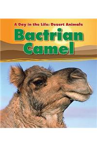 Bactrian Camel