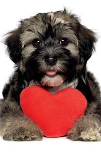 Havanese March Notebook & Journal. Productivity Work Planner & Idea Notepad
