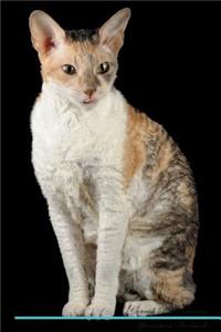 Cornish Rex Affirmations Workbook Cornish Rex Presents