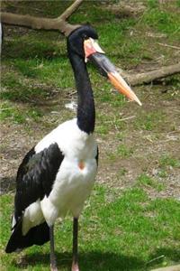 Abdim's Stork Journal