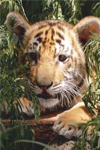 Camera Shy Tiger Cub Journal