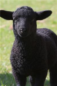 Black Sheep Animal Journal