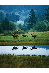 Horse Reflections Blank Sketchbook