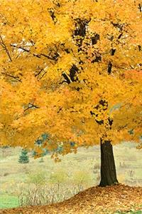 2020 Weekly Planner Fall Scene Autumn Season 134 Pages