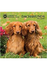 Dachshunds American Kennel Club 2018 Wall Calendar